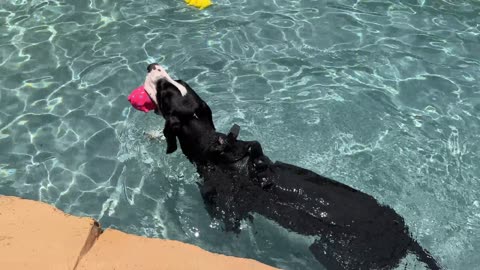 Great Dane's 1st swim with her GoPro harness