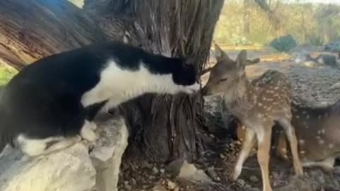 Friendly Cat Cautiously Greets Newborn Fawn