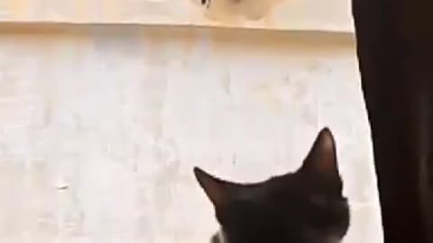 My Cute cat Willing to hunt a Crow