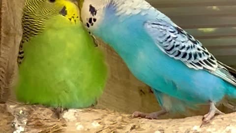 Crazy Budgie Male - funny budgies