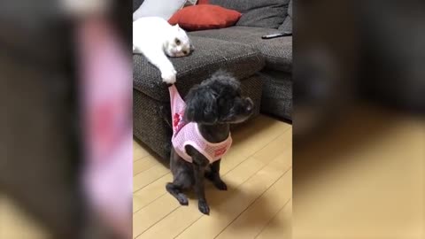 Cat Pulls Dog By the Shirt