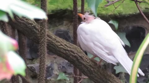 When is a Blackbird not a Black bird? - A White Blackbird - #shorts