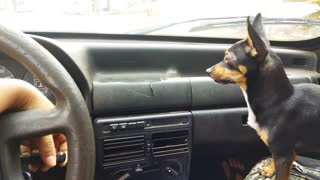 Miniature Pinscher Goes Haywire at Windshield Wipers