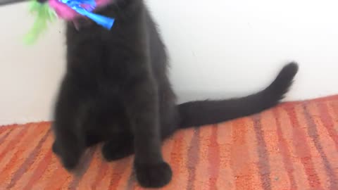Cute Black Kitten Plays With Toy
