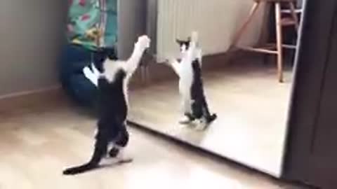 Funny cat with mirror