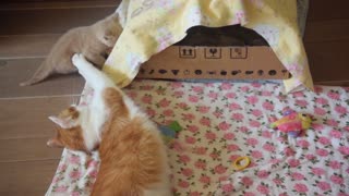 Mom Cat Pino and her Lovely Kittens, See and Enjoy Playing