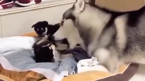 MOMMY HUSKY ARGUE WITH BABY HUSKY.mp4