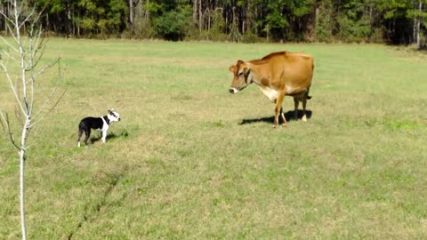 Boston Terrier Comes Face To Face With A Cow... Hilarity Ensues.
