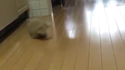 Fluffy Kitten in attack mode