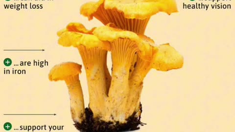Chanterelle Mushrooms (Cantharellus Cibarius)