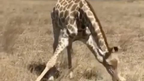 How giraffes eat grass | Wild ways giraffes eat