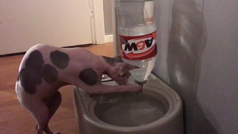 Sphynx going crazy over bubbles