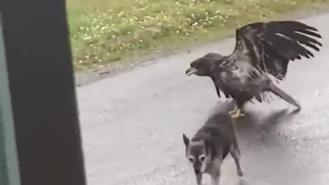 Alaskan dog protects sister from eagle attack