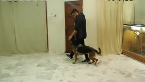 Train your dog ,Dog training , Puppy training