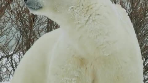 Watch this arctic giant shake off snow from its snow-