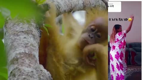 orangutans admire dancing Ethiopian woman