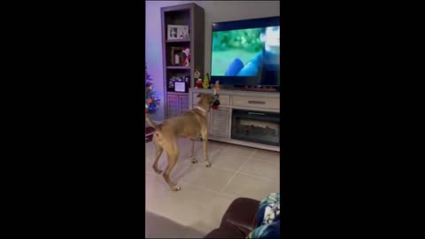 Funny Cats And Dogs Videos 😂 #5 - Best Funniest Animal Videos 2024