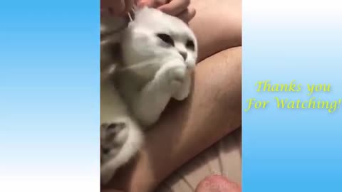 Funny_and_Cute_Cat's_Life_👯😺_Cats_and_Owners_are_the_best_friends_Videos(360p) part 2