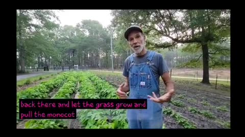 Farmer on how harmful Grazon pesticide is