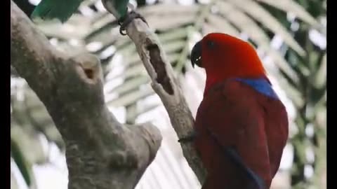 Lovely Parrots 💫💝