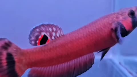 This fish is very rare | یہ مچھلی بہت ہی نایاب ہے