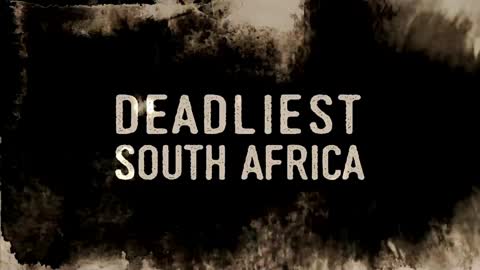 Deadliest Snakes Of South Africa