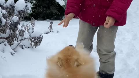 The cute boy playing with cute dogs during snowfall, a cute moment with pet dogs