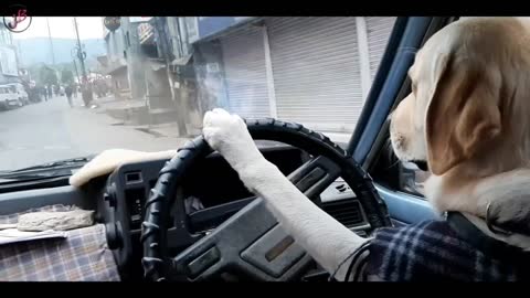 💥💥💥Meet Toby || The first driving dog in Shillong💎💎