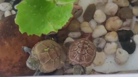 Chinese pond turtle (Mauremys reevesii)