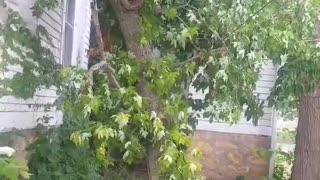 Iowa thunderstorm damage to trees