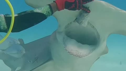 Great Hammerhead Shark Feeding #trendingshorts #shark