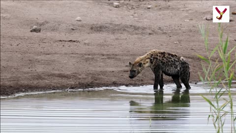 See Hyena devil -10 facts about hyenas