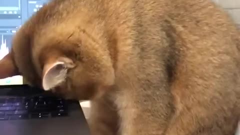 Patient Cat Waits for Owner to Sleep But Gets Amused by Laptop Work Instead