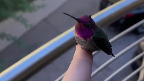 Did you know we can age hummingbirds by their groovy bills?