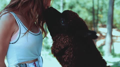 Woman Feeding an Alpaca
