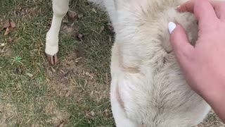 White Deer in the Backyard