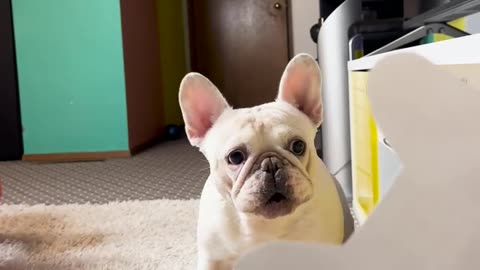 The Funniest Prank on My Dog pet - Watch His Cute Confusion