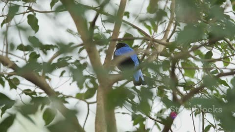 Bluebird Bliss: The Symbol of Happiness in Flight