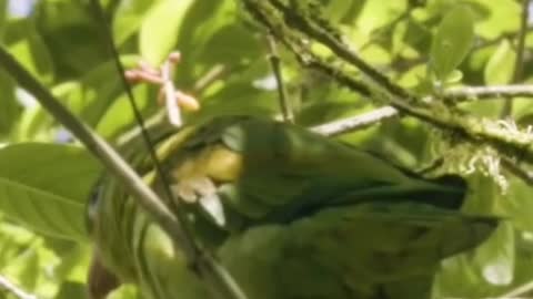 Talking birds…Creepy or Cute? 🤔 #parrots #wild #talkinganimals