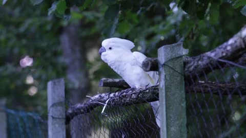 Dancing White Cockatoo Perched On A Fence