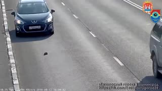 Hero Stops On Busy Highway To Save Abandoned Kitten