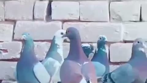 Beautiful pigeon breeder pair best flying mix racer