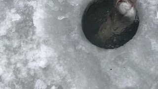 Ice Fishing Trout