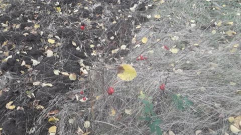The rosehip remained, the chamomile died
