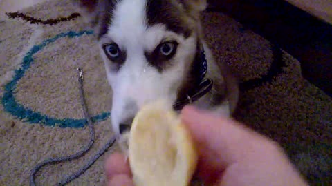 Dog eats lemon for the first time