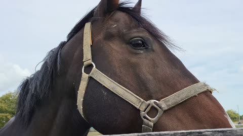 Horse senses Sigma and is calmed