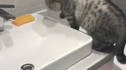 A cat that wants to take a bath