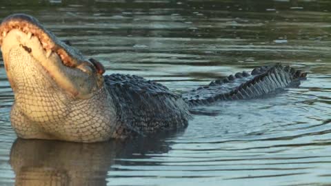 Alligator bellowing