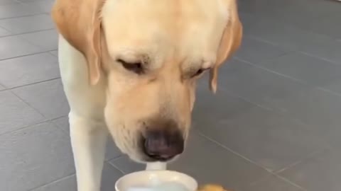 Funny & Cutest Labrador Puppy Videos 2022