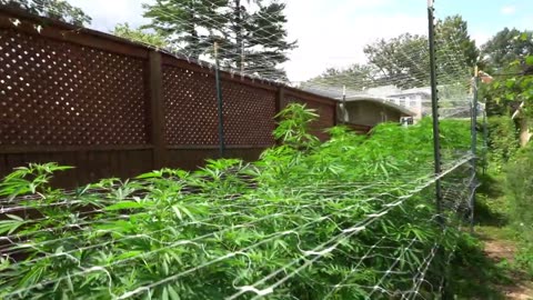 2023 Outdoor Cannabis Garden Tour | Garden Update [#11] - July 22